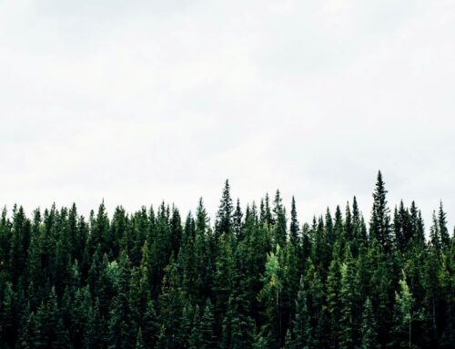 What is Evergreen Content?