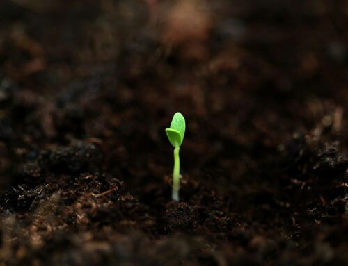 What Are Seed Keywords?